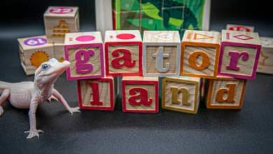 تمساح أبيض نادر بشكل استثنائي ولد في فلوريدا بارك | فلوريدا تمساح أبيض نادر بشكل استثنائي ولد في فلوريدا بارك | فلوريدا