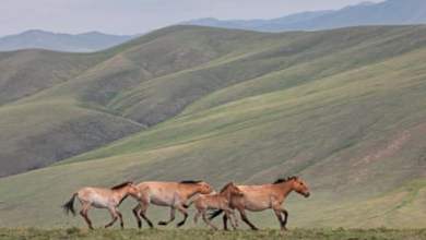 نجحت منغوليا في إنقاذ خيولها البرية من الانقراض، فهل تستطيع إنقاذ بقية حياتها البرية؟  |  منغوليا نجحت منغوليا في إنقاذ خيولها البرية من الانقراض، فهل تستطيع إنقاذ بقية حياتها البرية؟  |  منغوليا
