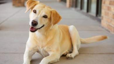 الحب والضحك والذكريات مدى الحياة: 19 حقيقة مذهلة يحتاج كل محب للكلاب إلى معرفتها | كلاب الحب والضحك والذكريات مدى الحياة: 19 حقيقة مذهلة يحتاج كل محب للكلاب إلى معرفتها | كلاب