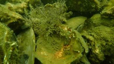 من البحر إلى الطبق… إلى البحر!  هونج كونج تستخدم أصداف المحار بشكل جديد |  الحياة البحرية من البحر إلى الطبق… إلى البحر!  هونج كونج تستخدم أصداف المحار بشكل جديد |  الحياة البحرية