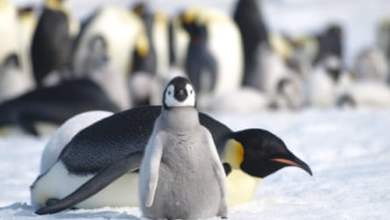 إنذار أحمر في القارة القطبية الجنوبية: هذا العام هو التغير السريع والمثير الذي ضرب علماء المناخ مثل “لكمة في الأحشاء” | القارة القطبية الجنوبية إنذار أحمر في القارة القطبية الجنوبية: هذا العام هو التغير السريع والمثير الذي ضرب علماء المناخ مثل “لكمة في الأحشاء” | القارة القطبية الجنوبية