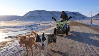 الدببة القطبية وذوبان الأنهار الجليدية – ومهرجان موسيقى البلوز: أسبوعي الجامح في سفالبارد |  عطلات النرويج الدببة القطبية وذوبان الأنهار الجليدية – ومهرجان موسيقى البلوز: أسبوعي الجامح في سفالبارد |  عطلات النرويج