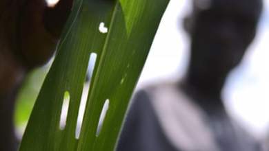 “أوقفوا هذه الفاحشة”: هل يمكن لقمة المملكة المتحدة الرئيسية أن تقلب المد على الجوع في العالم؟ | أمن غذائي “أوقفوا هذه الفاحشة”: هل يمكن لقمة المملكة المتحدة الرئيسية أن تقلب المد على الجوع في العالم؟ | أمن غذائي