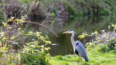 طريق ميرسيسايد إلى الماضي: مسافة 20 ميلاً على طول القناة الأولى للثورة الصناعية |  عطلات لانكشاير طريق ميرسيسايد إلى الماضي: مسافة 20 ميلاً على طول القناة الأولى للثورة الصناعية |  عطلات لانكشاير