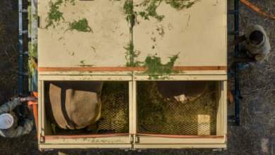 ركاب كبار الشخصيات: حيوانات وحيد القرن الأسود الخمسة قطعت مسافة 2700 ميل في مهمة لإعادة إعمار تشاد |  بيئة ركاب كبار الشخصيات: حيوانات وحيد القرن الأسود الخمسة قطعت مسافة 2700 ميل في مهمة لإعادة إعمار تشاد |  بيئة