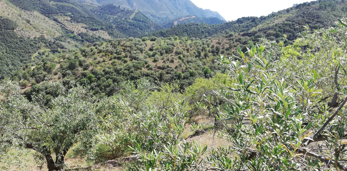 R2866709 Málaga Málaga, Costa del Sol, Monda R2866709 Málaga Málaga, Costa del Sol, Monda