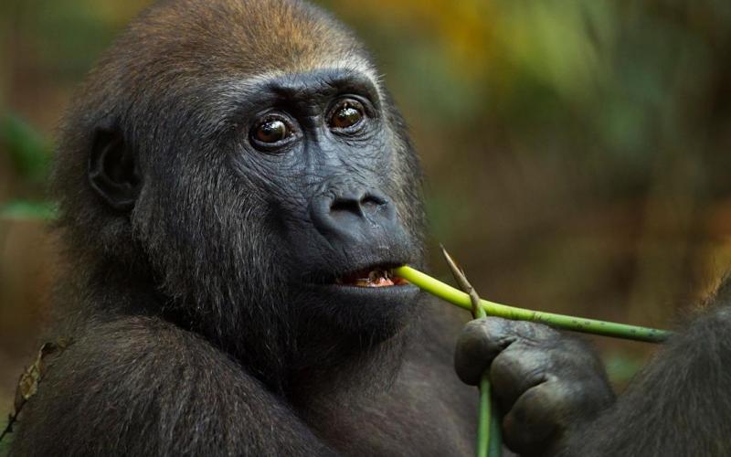 una ruta prometedora hacia nuevos tratamientos médicos una ruta prometedora hacia nuevos tratamientos médicos