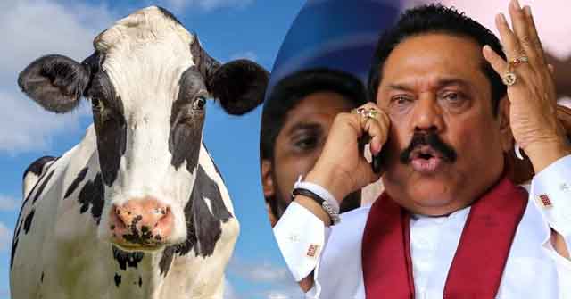 হিন্দুত্ববাদী ভারতের দেখানো পথেই গরু জবাই নিষিদ্ধ করতে যাচ্ছে শ্রীলংকার মুসলিম বিদ্বেষী সরকার হিন্দুত্ববাদী ভারতের দেখানো পথেই গরু জবাই নিষিদ্ধ করতে যাচ্ছে শ্রীলংকার মুসলিম বিদ্বেষী সরকার