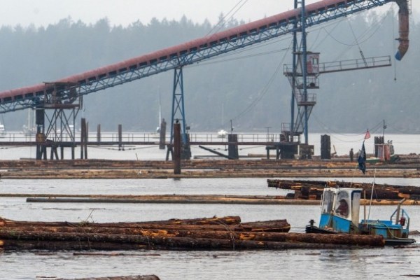 Trump orders probe into alleged dumping of lumber in US market Trump orders probe into alleged dumping of lumber in US market