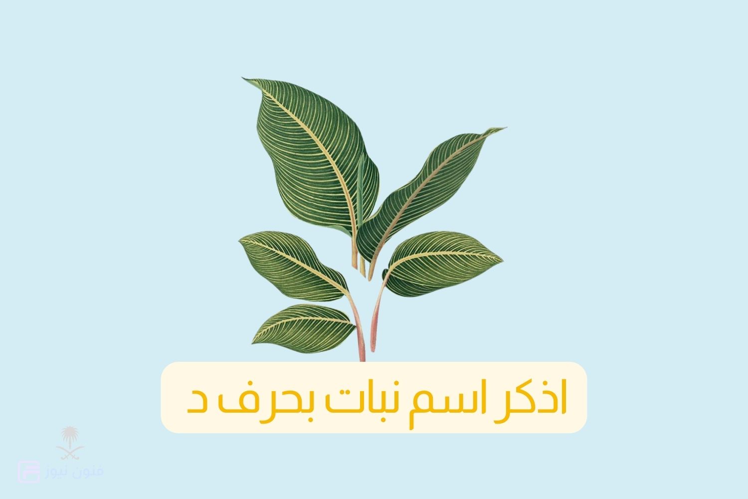 إجابة سؤال اذكر اسم نبات بحرف د وأهم المعلومات عنه إجابة سؤال اذكر اسم نبات بحرف د وأهم المعلومات عنه
