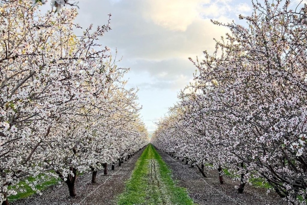 How To See Almond Trees In Bloom Around The Bay Area How To See Almond Trees In Bloom Around The Bay Area