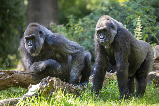 THE BEST PLACES TO GO GORILLA TREKKING IN AFRICA THE BEST PLACES TO GO GORILLA TREKKING IN AFRICA