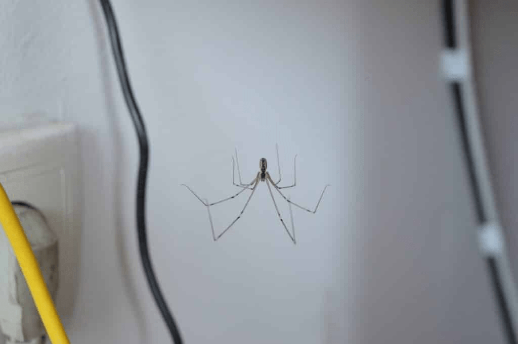 Is It Hard to Eliminate Spiders from Your Bradenton Home? Is It Hard to Eliminate Spiders from Your Bradenton Home?