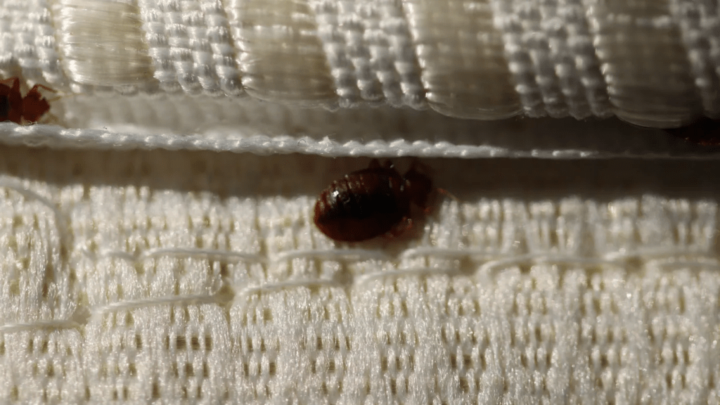 Why Bed Bugs Are Making a Comeback in Phoenix Airbnbs Why Bed Bugs Are Making a Comeback in Phoenix Airbnbs