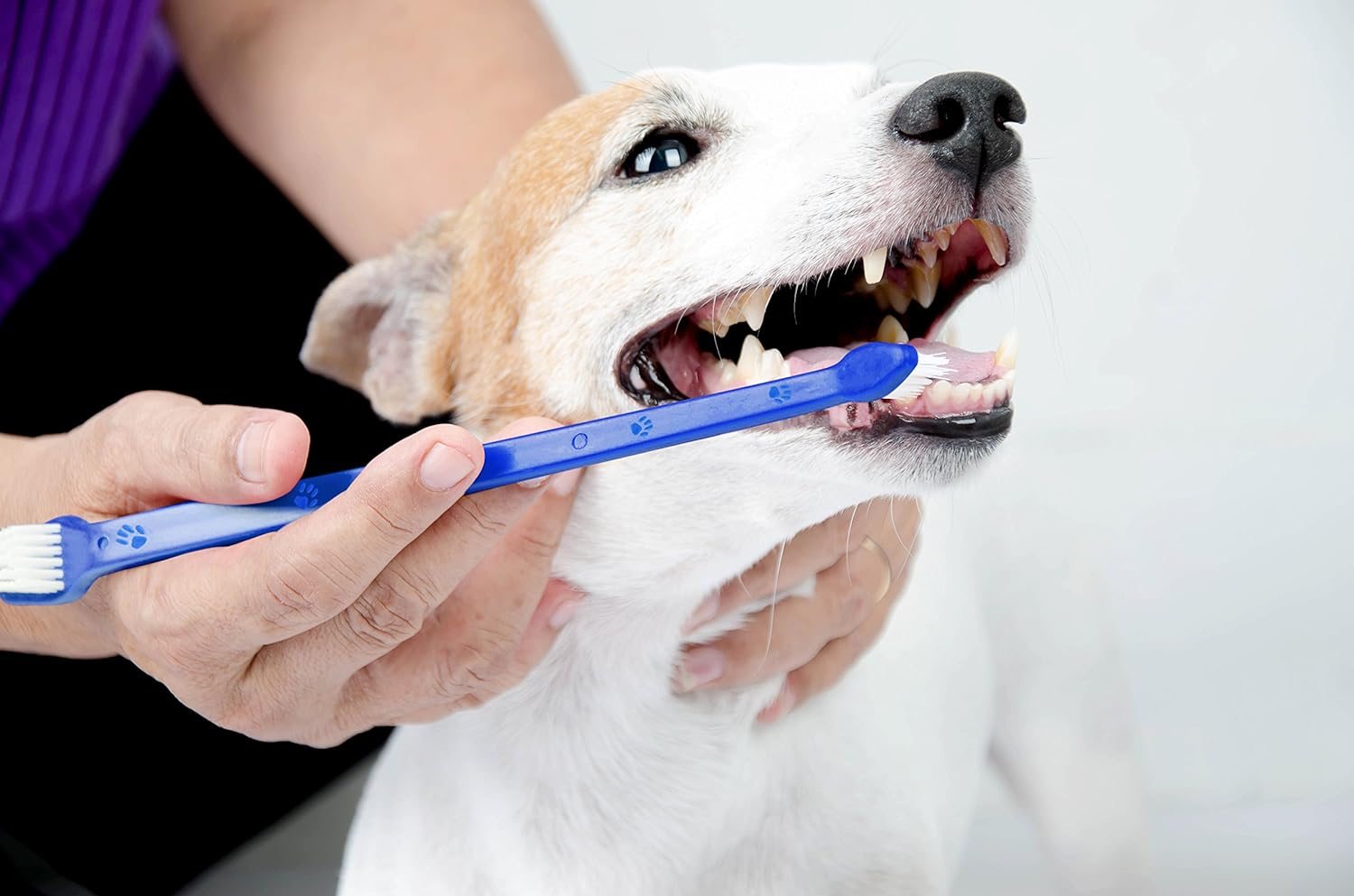 Duke’s Pet Products Two-Piece Dog Toothbrush Set: Double Sided Canine Dental Hygiene Brushes with Long 8 1/2″ Handles and Super Soft Bristles, Blue Duke’s Pet Products Two-Piece Dog Toothbrush Set: Double Sided Canine Dental Hygiene Brushes with Long 8 1/2″ Handles and Super Soft Bristles, Blue