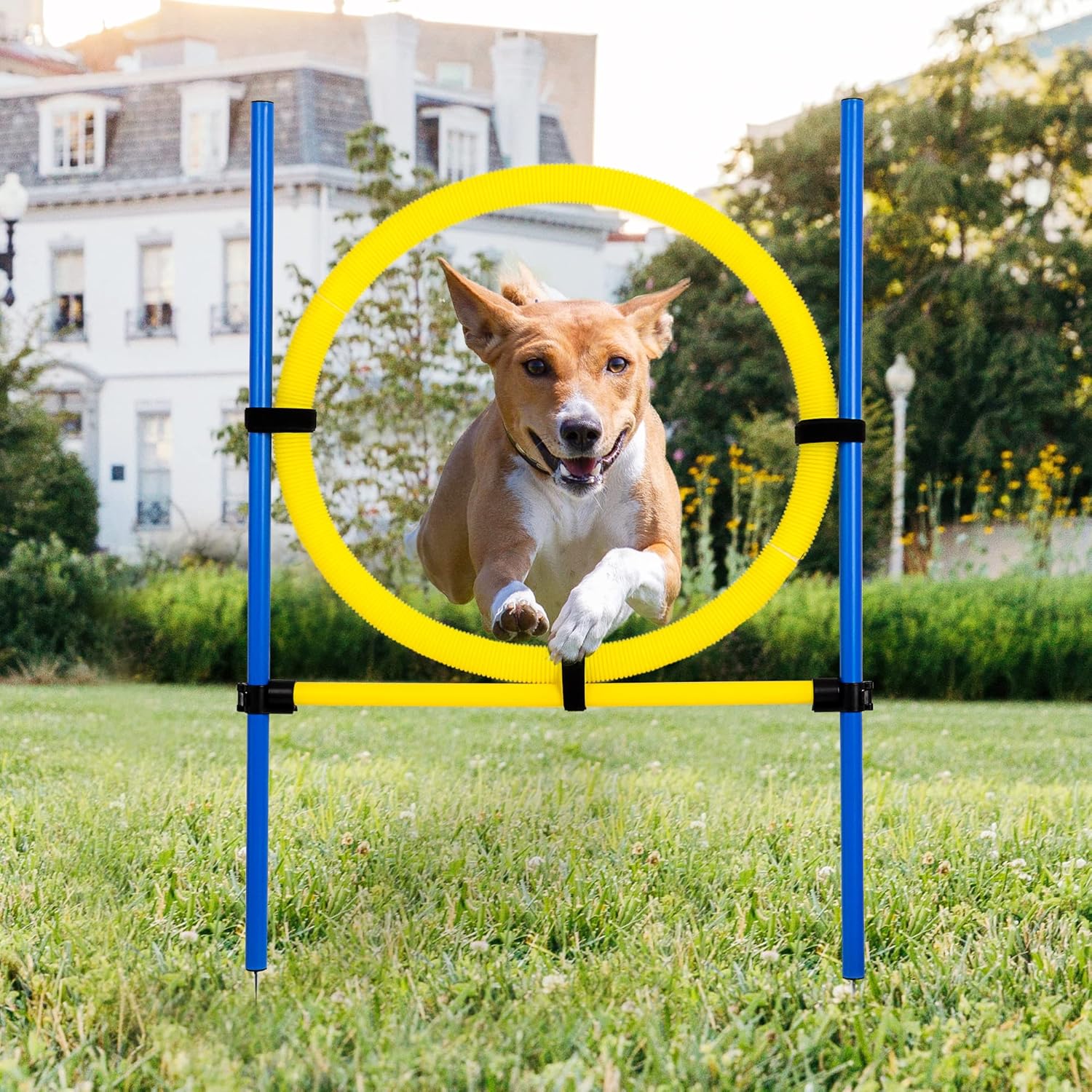 Dog Agility Training Equipment for Dog Obstacle Course Backyard Height Adjustable Jumper Ring Portable Dogs Park Exercise Tool Dog Agility Training Equipment for Dog Obstacle Course Backyard Height Adjustable Jumper Ring Portable Dogs Park Exercise Tool