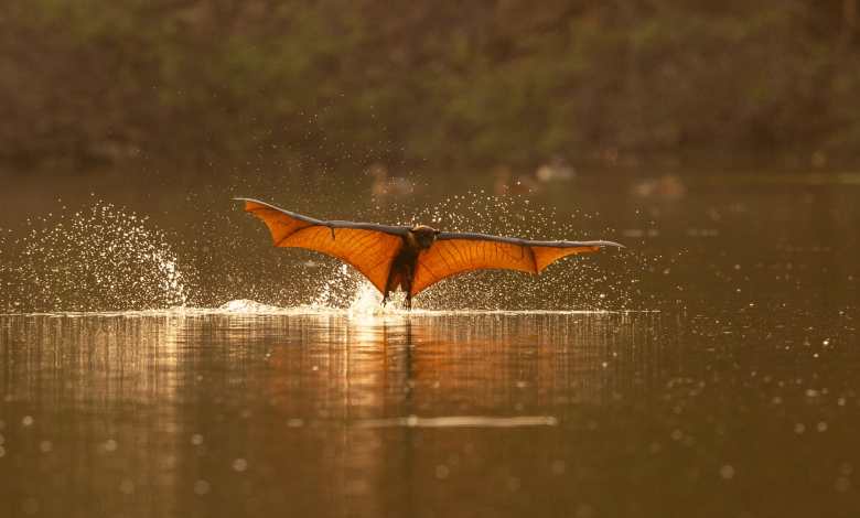 During rare daytime appearances, foxes stay cool in the Indus River – Huge During rare daytime appearances, foxes stay cool in the Indus River – Huge