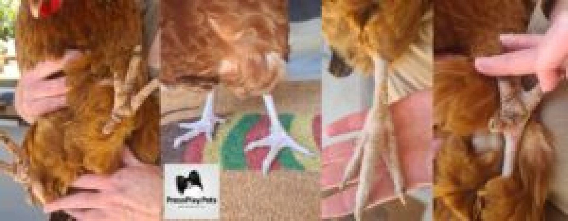 Meu frango fraturou a perna dela! – PressPlay Pets Meu frango fraturou a perna dela! – PressPlay Pets