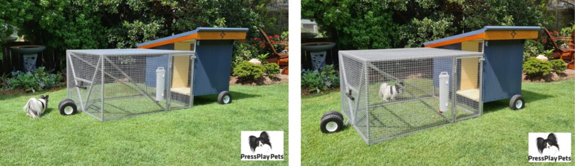 Meus cães e galinhas – como está funcionando? – PressPlay Pets Meus cães e galinhas – como está funcionando? – PressPlay Pets