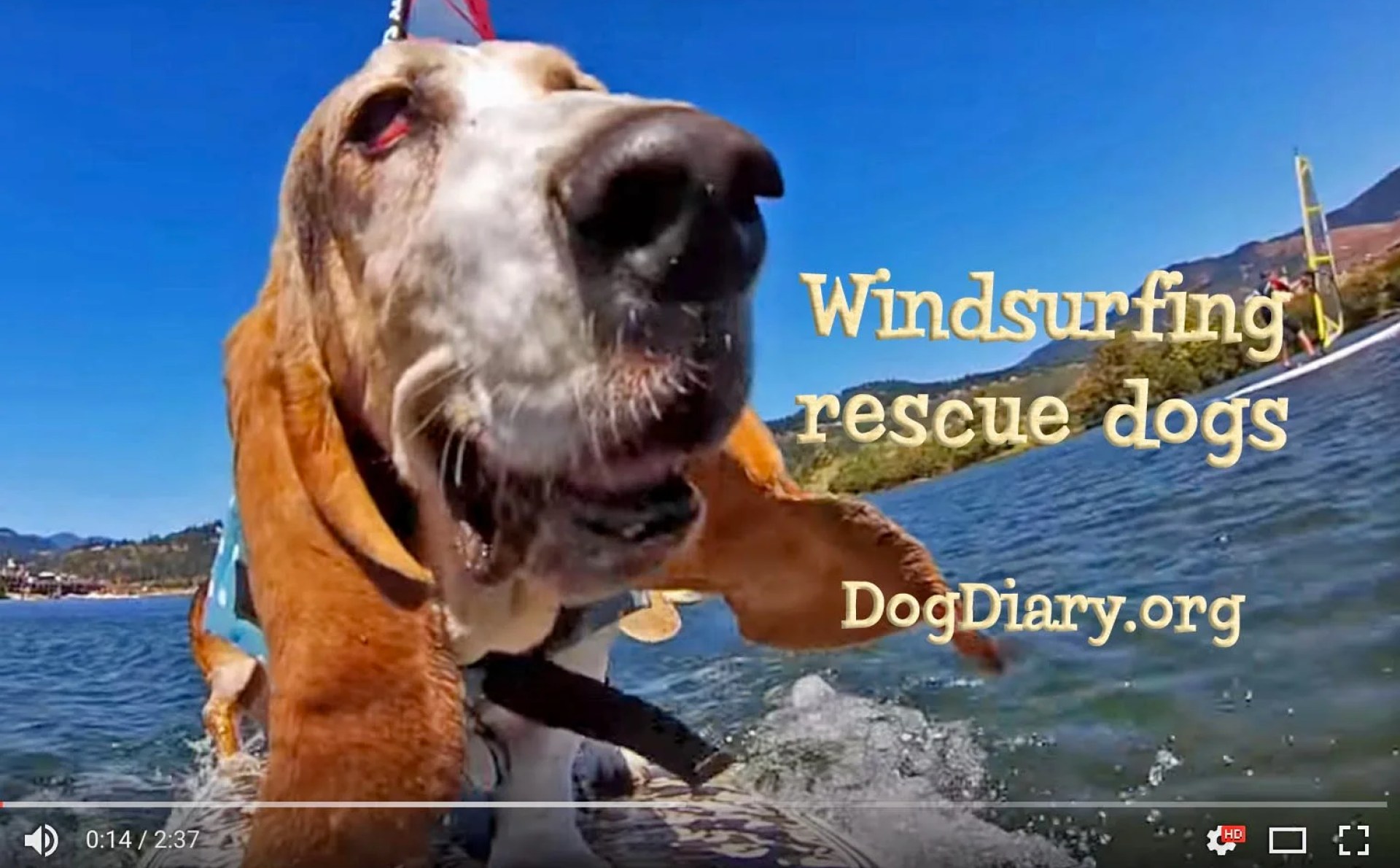 Eu amo meu cachorro. Você também. Juntos, vamos – os verões de cães do surf estão aqui! Eu amo meu cachorro. Você também. Juntos, vamos – os verões de cães do surf estão aqui!