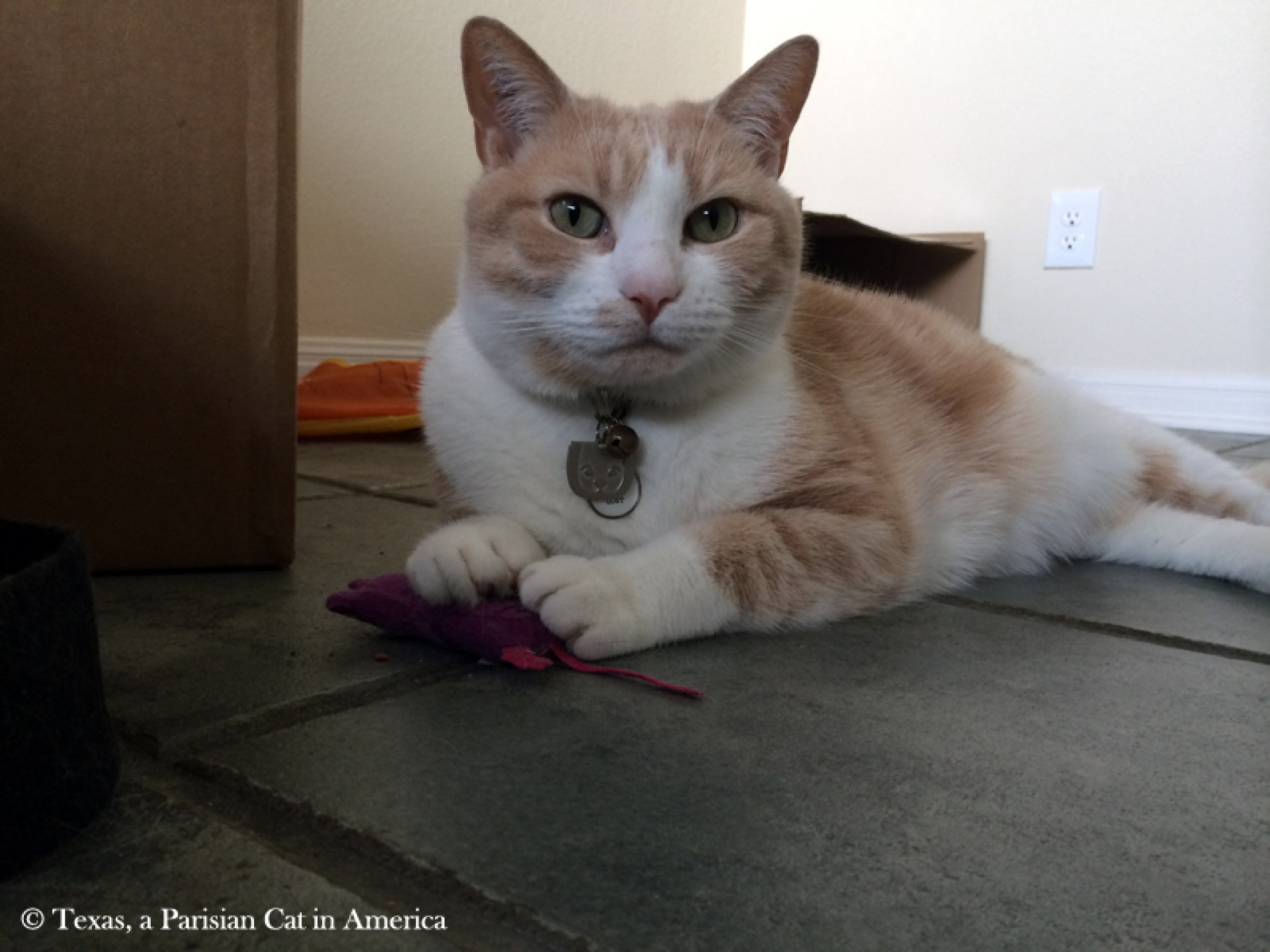 Texas, um gato parisiense na América »Arquivo de blog» Texas, o gato parisiense que chegou a e na América Texas, um gato parisiense na América »Arquivo de blog» Texas, o gato parisiense que chegou a e na América