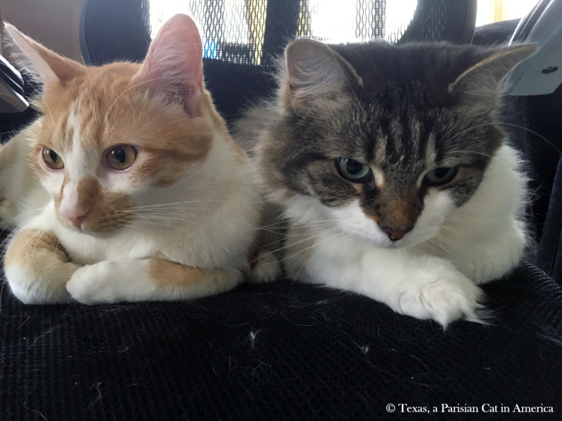 Texas, um gato parisiense na América »Arquivo de blog» kitshka na casa Texas, um gato parisiense na América »Arquivo de blog» kitshka na casa