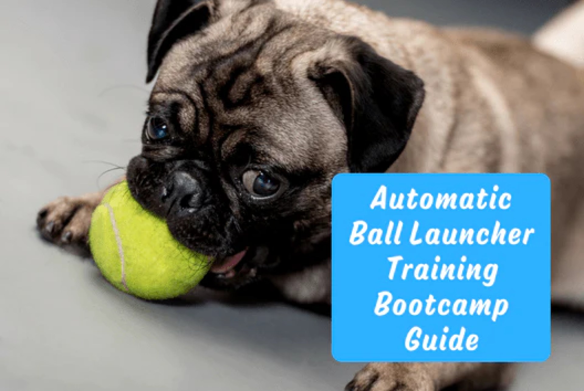 Guia de treinamento de treinamento automático de lançador de bolas – Furbabeez Guia de treinamento de treinamento automático de lançador de bolas – Furbabeez