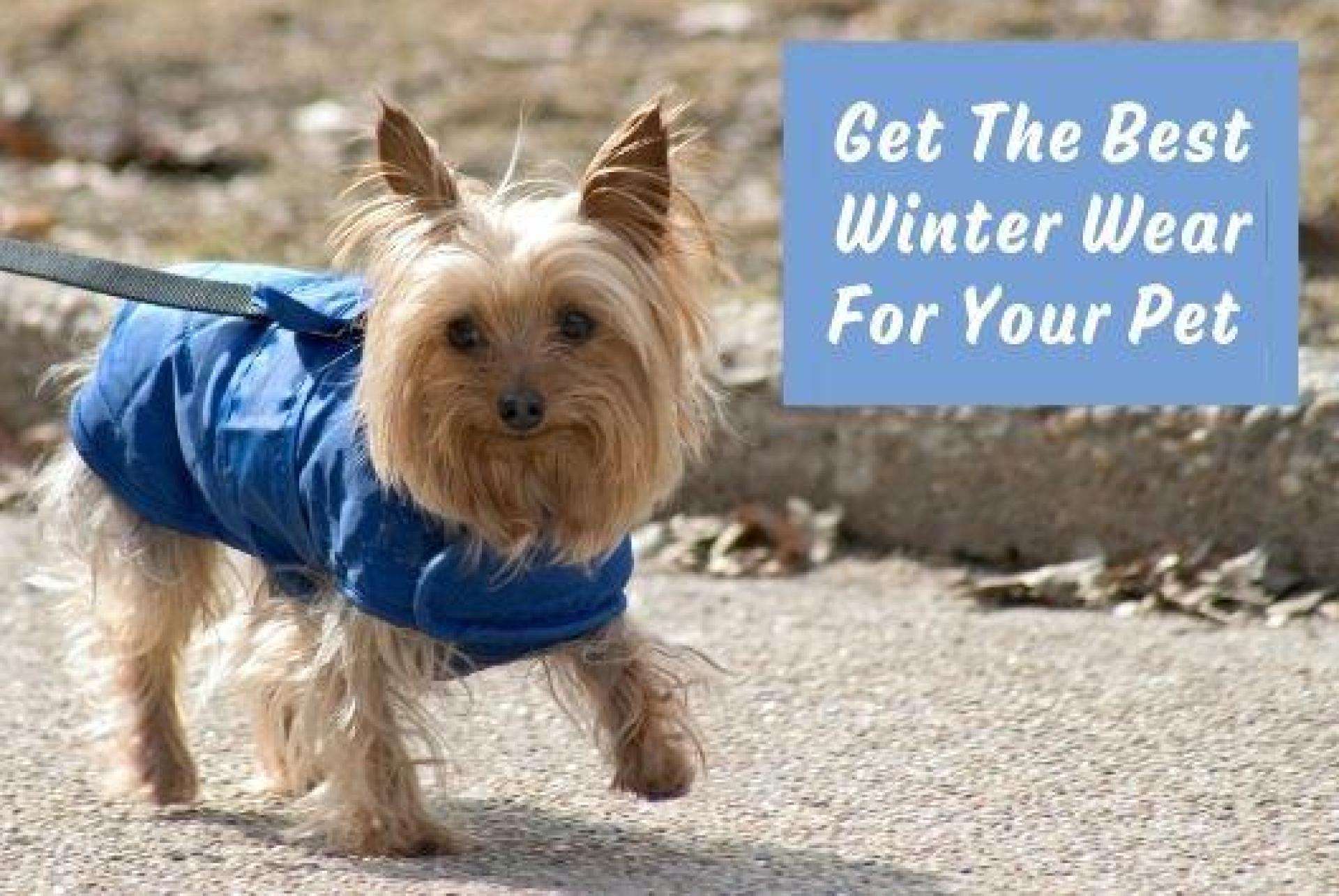 Primeira vez que guarda -roupas doggie | Obtenha o melhor desgaste de inverno para o seu animal de estimação – Furbabeez Primeira vez que guarda -roupas doggie | Obtenha o melhor desgaste de inverno para o seu animal de estimação – Furbabeez