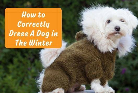 Como vestir corretamente um cachorro no inverno – Furbabeez Como vestir corretamente um cachorro no inverno – Furbabeez