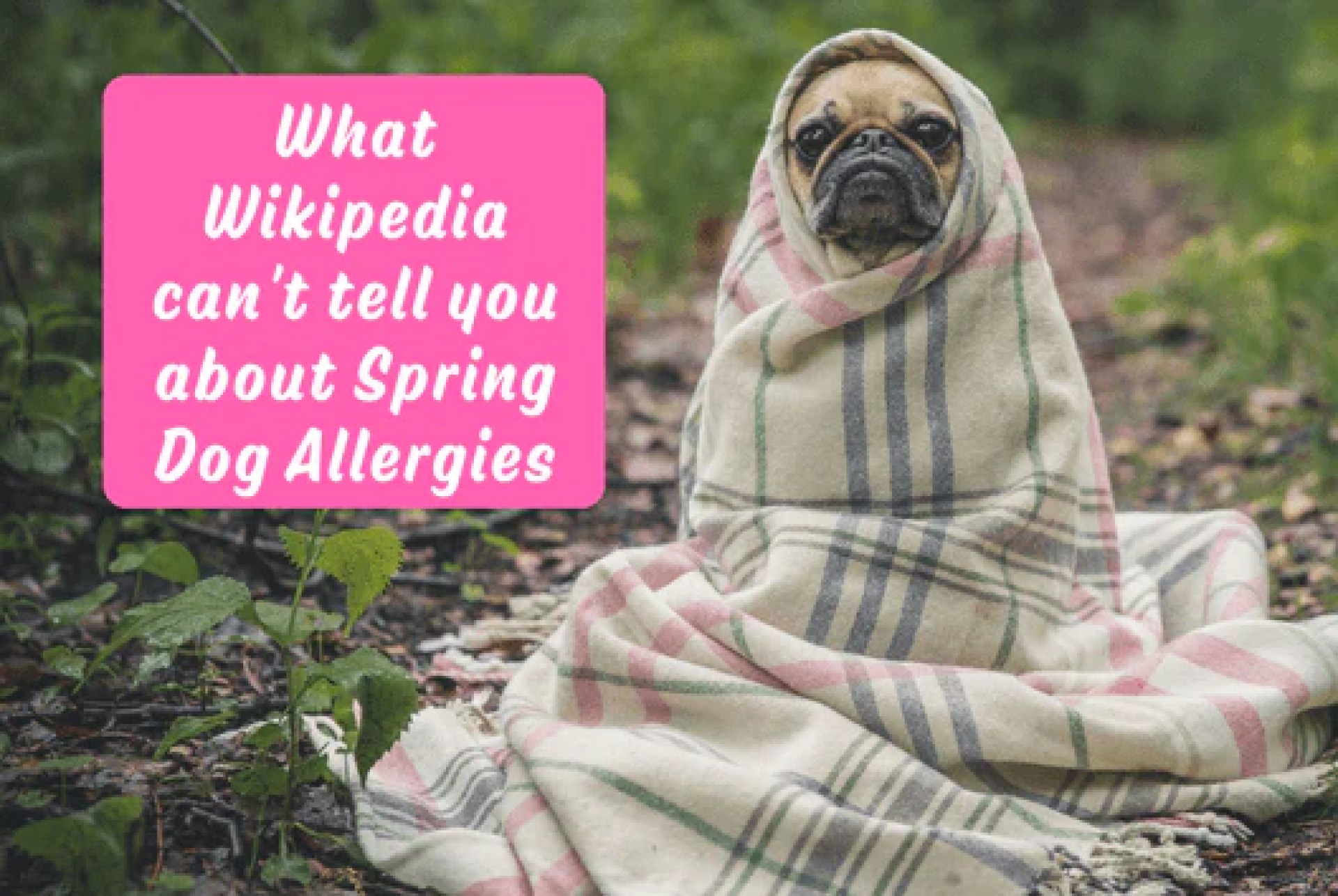 O que a Wikipedia não pode lhe dizer sobre alergias de cães da primavera – Furbabeez O que a Wikipedia não pode lhe dizer sobre alergias de cães da primavera – Furbabeez
