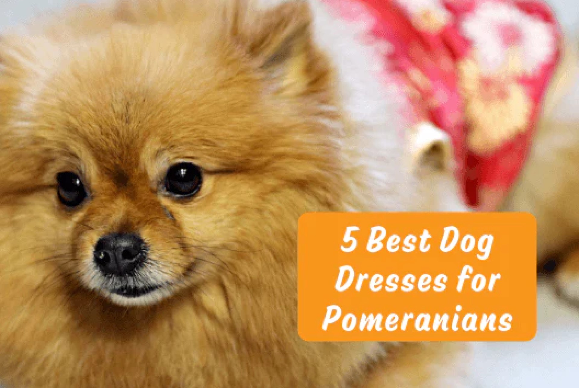 5 melhores vestidos de cachorro para pomeranianos 5 melhores vestidos de cachorro para pomeranianos
