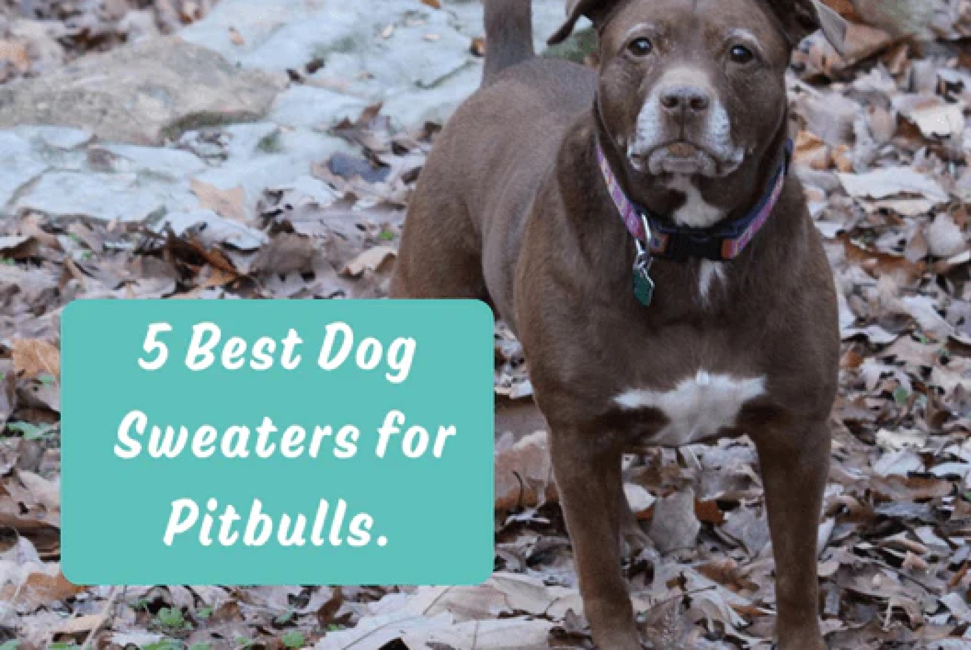 5 melhores suéteres de cães para pitbulls – Furbabeez 5 melhores suéteres de cães para pitbulls – Furbabeez