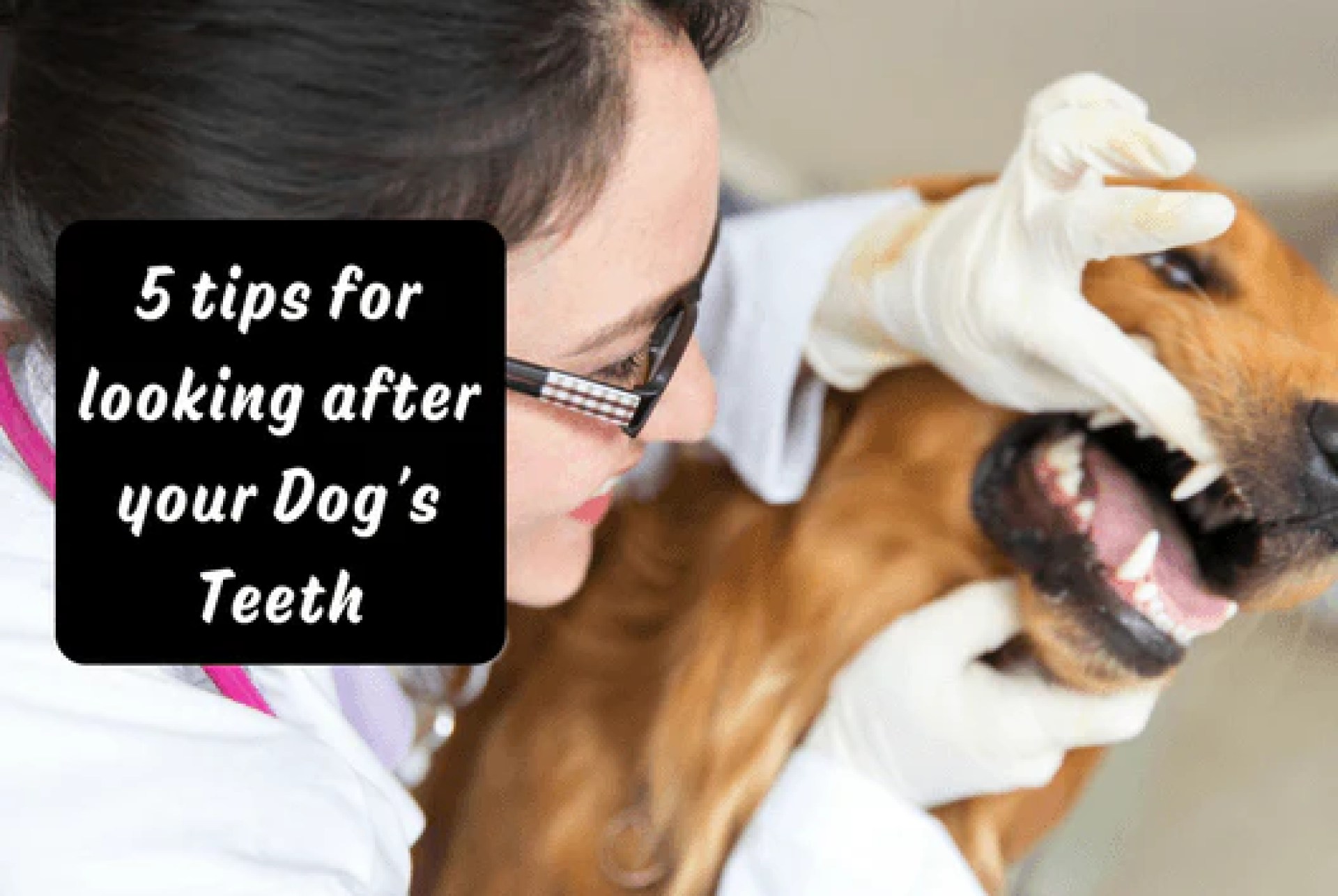 5 dicas para cuidar dos dentes do seu cachorro – Furbabeez 5 dicas para cuidar dos dentes do seu cachorro – Furbabeez