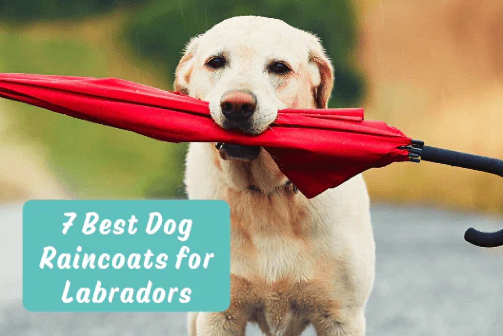 7 melhores capas de chuva de cães para labradores – Furbabeez 7 melhores capas de chuva de cães para labradores – Furbabeez