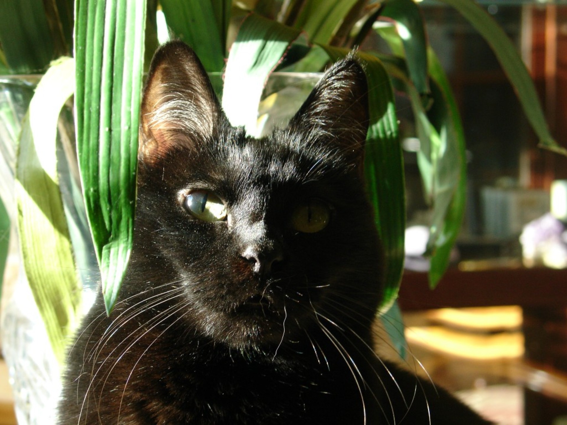 Os custos da propriedade de gatos – você pode pagar um gato? Os custos da propriedade de gatos – você pode pagar um gato?