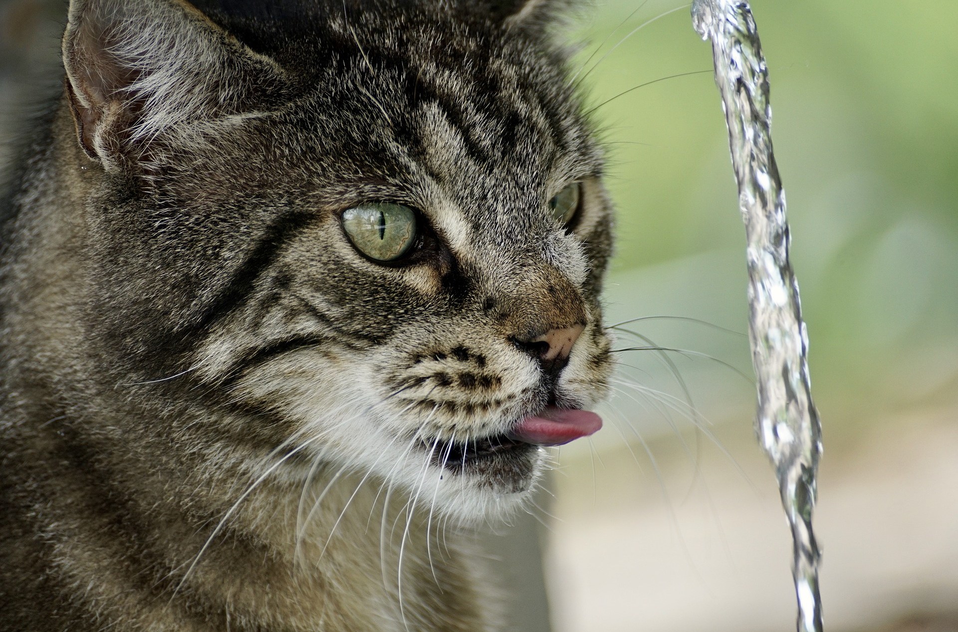 Cuidado com sinais de calor no seu gato Cuidado com sinais de calor no seu gato