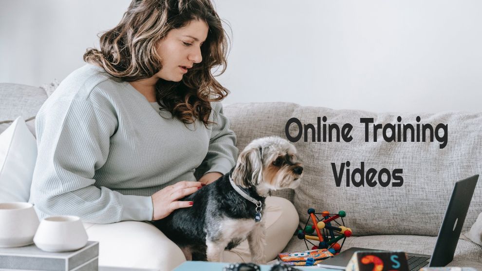 Encontrando vídeos de treinamento on -line para cães Encontrando vídeos de treinamento on -line para cães
