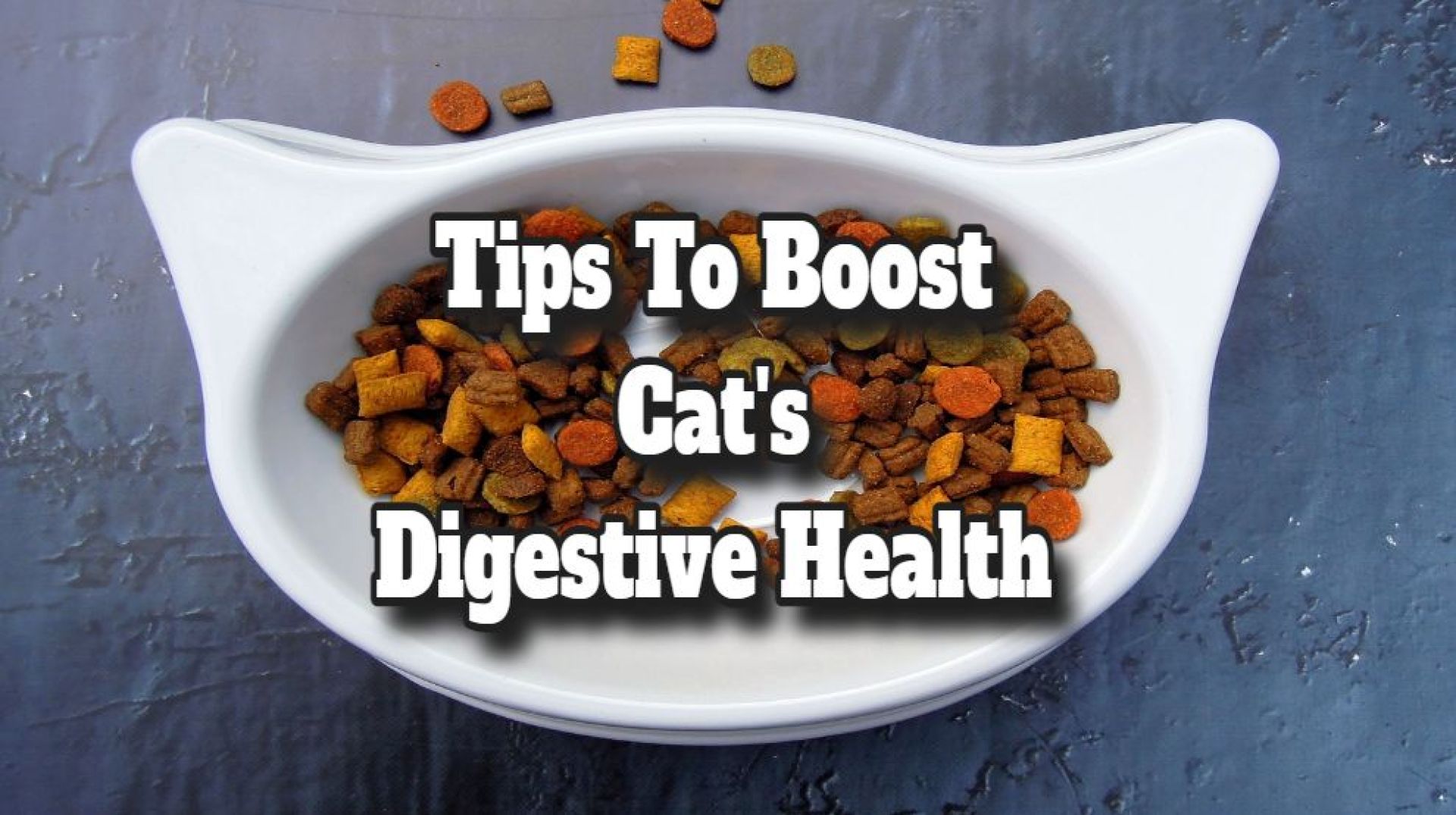Dicas para aumentar a saúde digestiva do seu gato Dicas para aumentar a saúde digestiva do seu gato