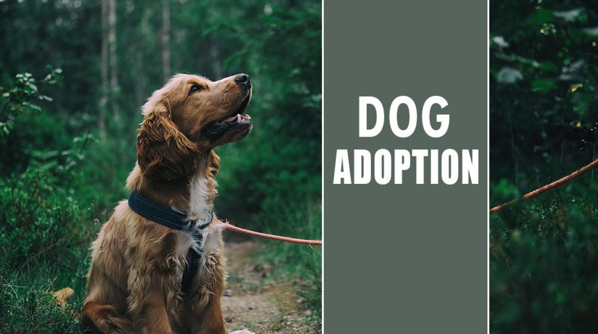 Pensando em adotar um cachorro? Aqui estão as coisas que você precisa fazer Pensando em adotar um cachorro? Aqui estão as coisas que você precisa fazer