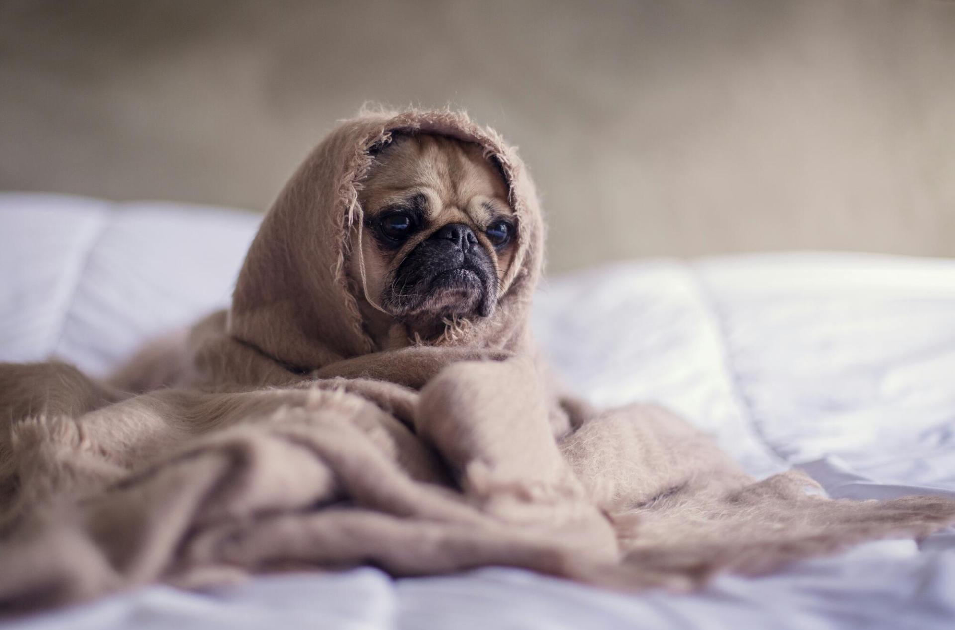 Compreendendo o câncer canino: opções de prevenção e tratamento Compreendendo o câncer canino: opções de prevenção e tratamento