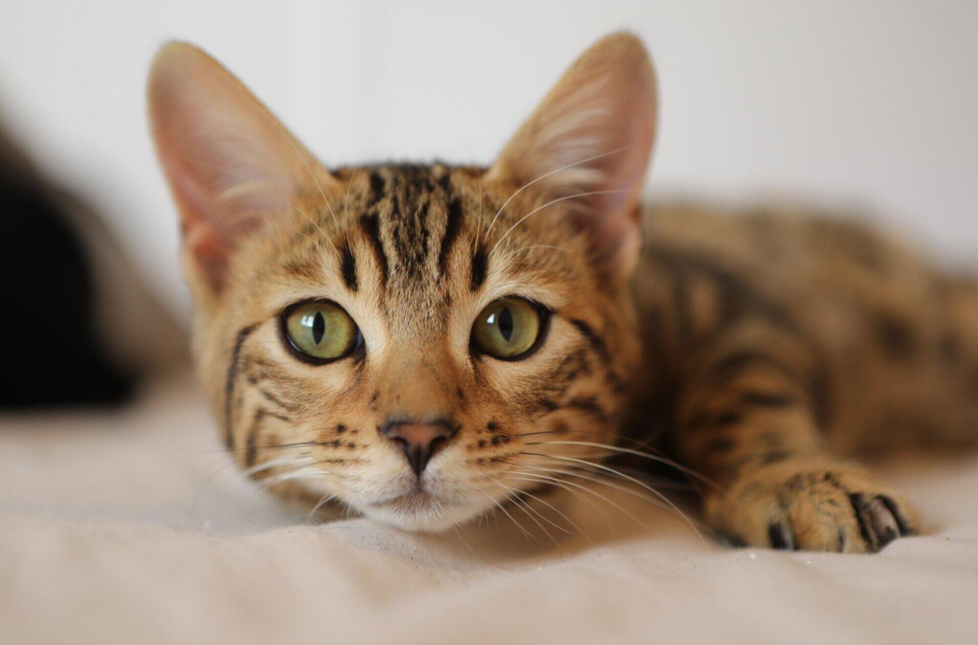 Dicas principais para alívio do estômago sensível ao gato Dicas principais para alívio do estômago sensível ao gato