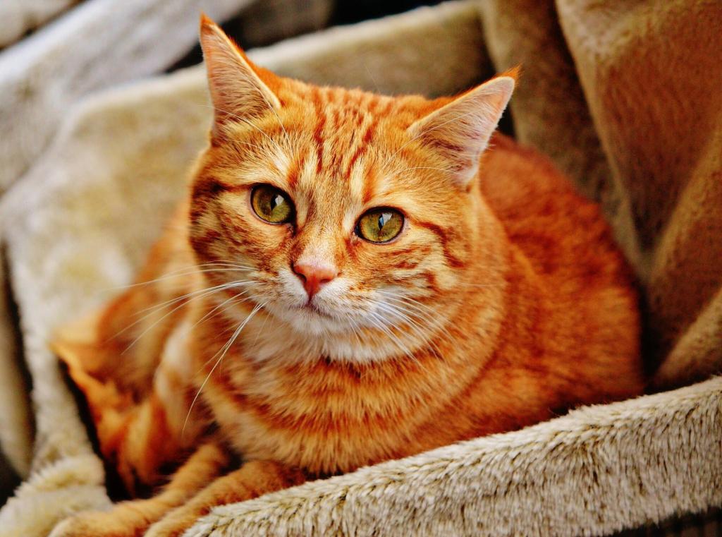 Remédios caseiros eficazes para diarréia de gatos Remédios caseiros eficazes para diarréia de gatos