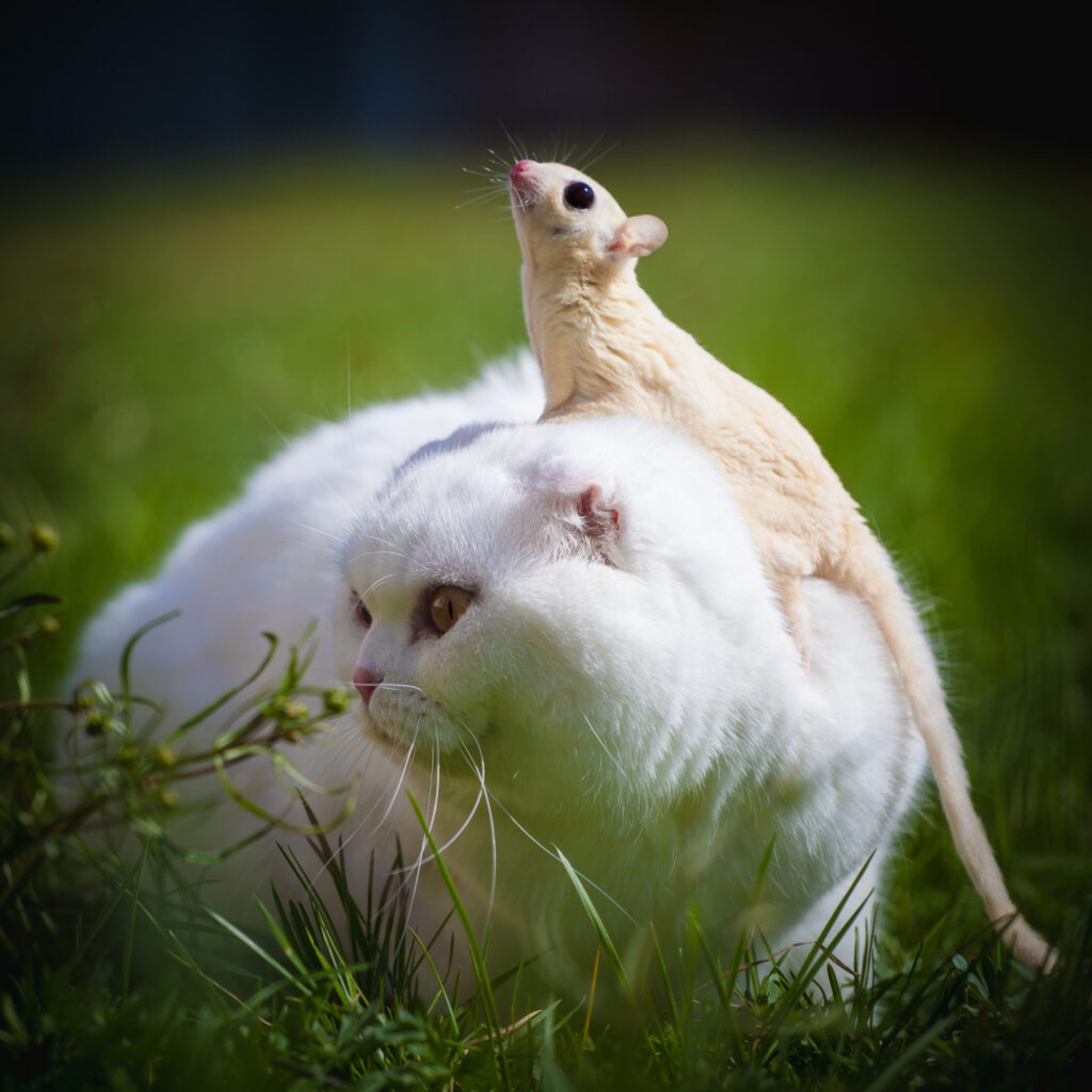 Você pode ter um planador de açúcar com um gato? | O animal de estimação contemporâneo Você pode ter um planador de açúcar com um gato? | O animal de estimação contemporâneo