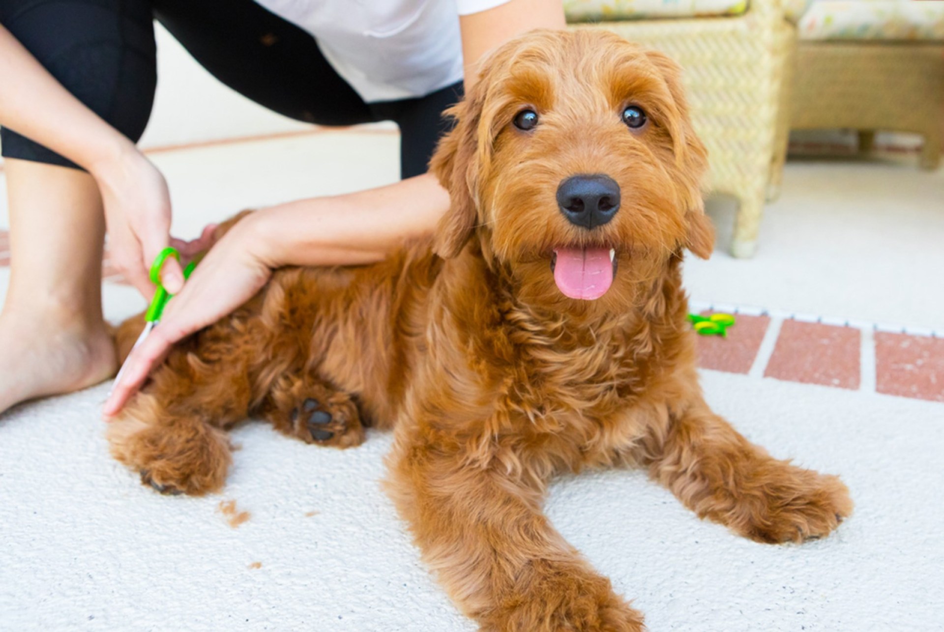 5 razões pelas quais a preparação de Goldendoodle é importante | O animal de estimação contemporâneo 5 razões pelas quais a preparação de Goldendoodle é importante | O animal de estimação contemporâneo