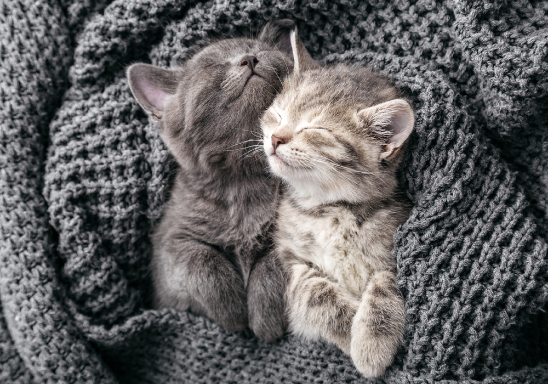 5 coisas a considerar antes de apresentar um gato a uma casa multiminâmica | O animal de estimação contemporâneo 5 coisas a considerar antes de apresentar um gato a uma casa multiminâmica | O animal de estimação contemporâneo
