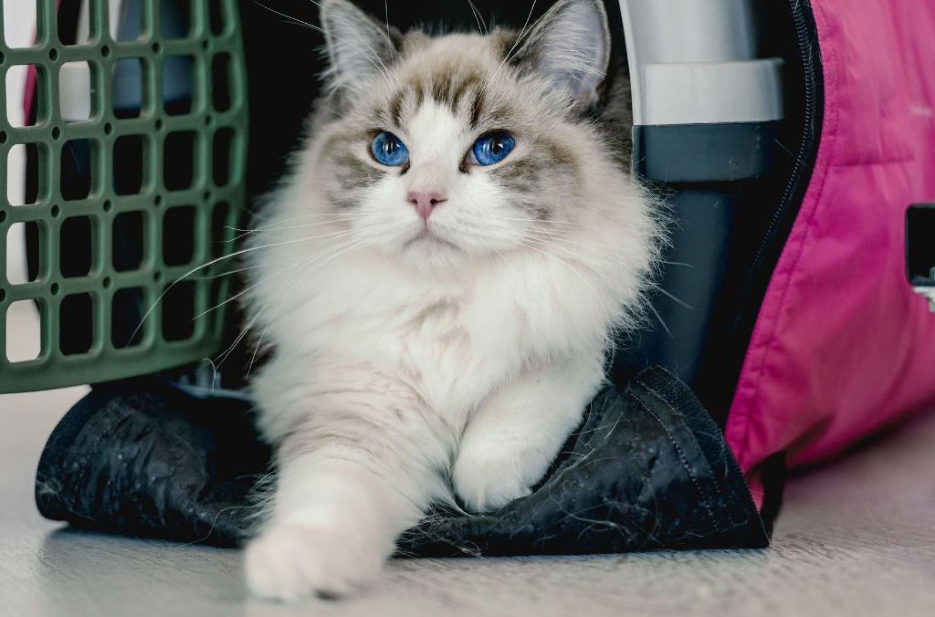 Os 10 principais transportadores de gatos para gatos grandes-xl Os 10 principais transportadores de gatos para gatos grandes-xl