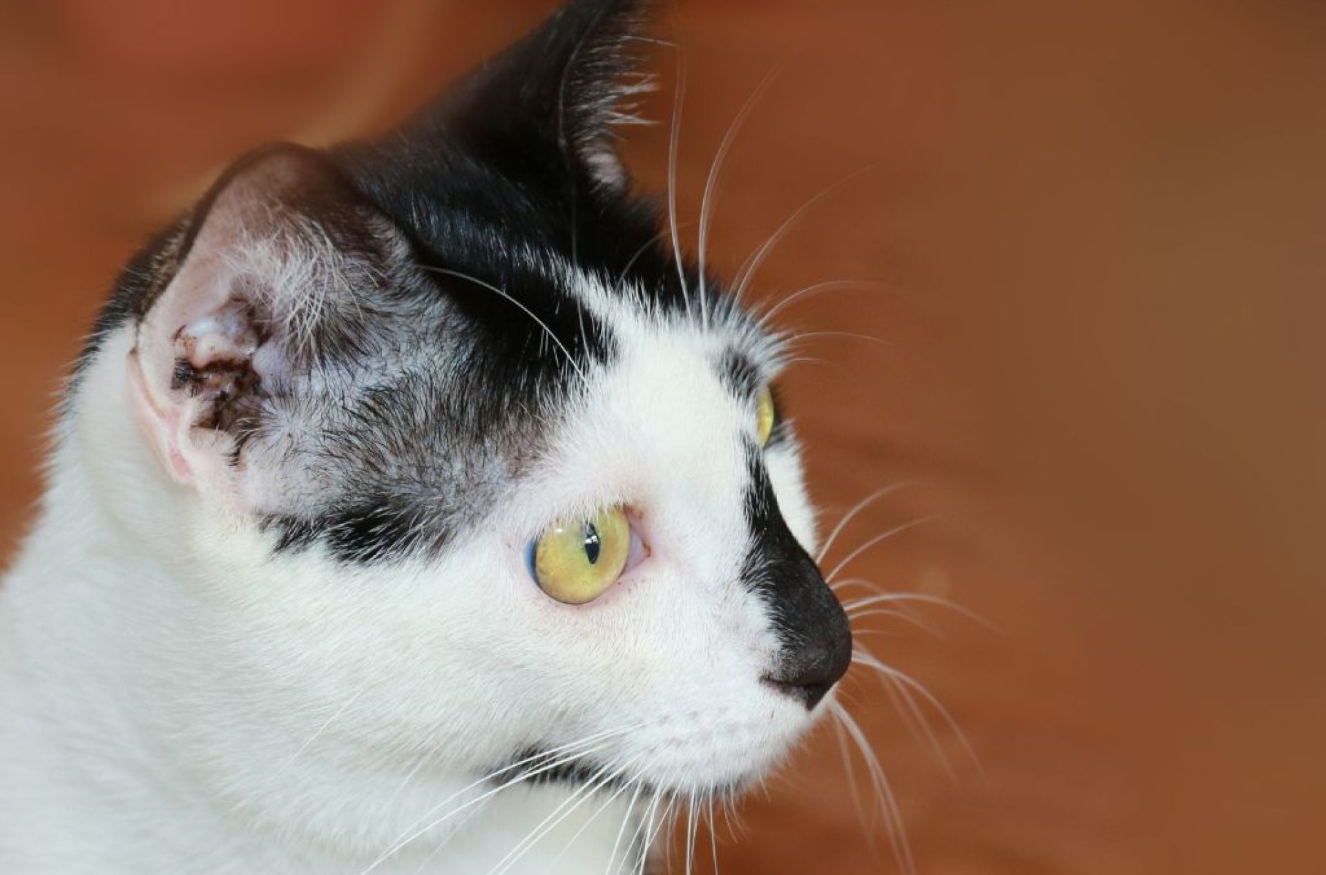 Remédio caseiro para ácaros em gatos Remédio caseiro para ácaros em gatos