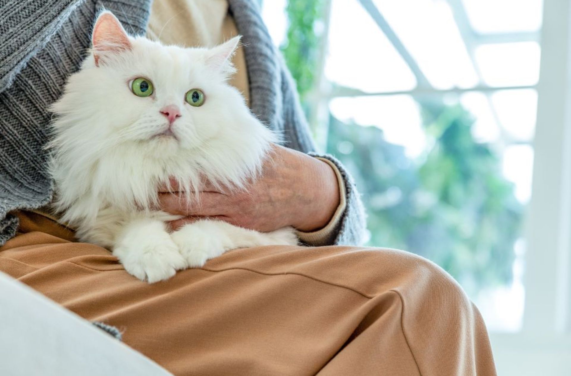 Remédios caseiros para gatos de desparasitação Remédios caseiros para gatos de desparasitação