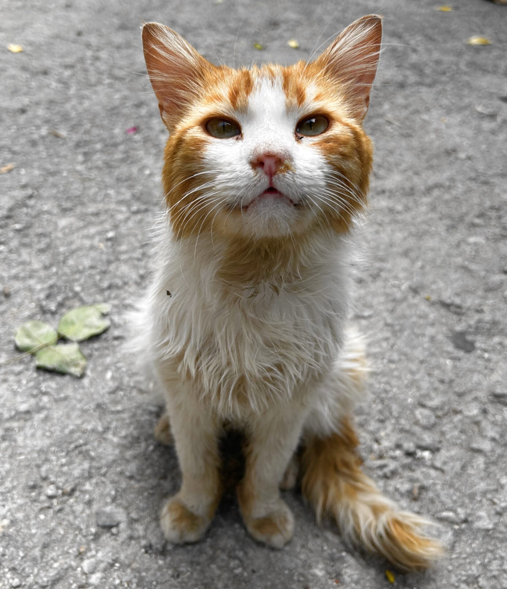 Centenas de gatos vivem perto do aqueduto romano de Moria-Discover Centenas de gatos vivem perto do aqueduto romano de Moria-Discover