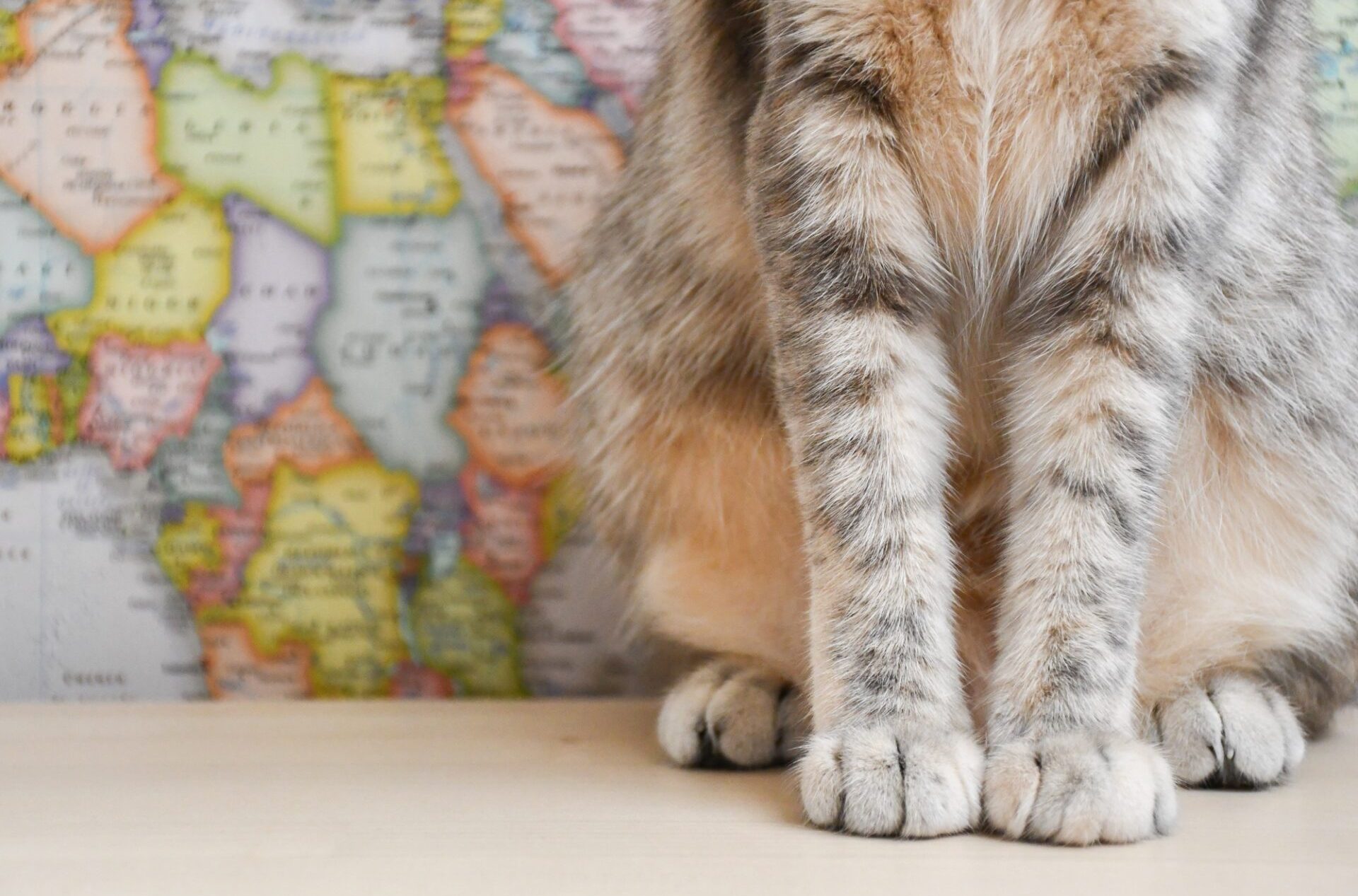 Estes são os países mais amigáveis aos gatos da Europa Estes são os países mais amigáveis aos gatos da Europa